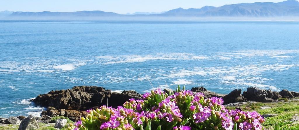 Kleinzee Oceanfront Guesthouse Gansbaai Ngoại thất bức ảnh